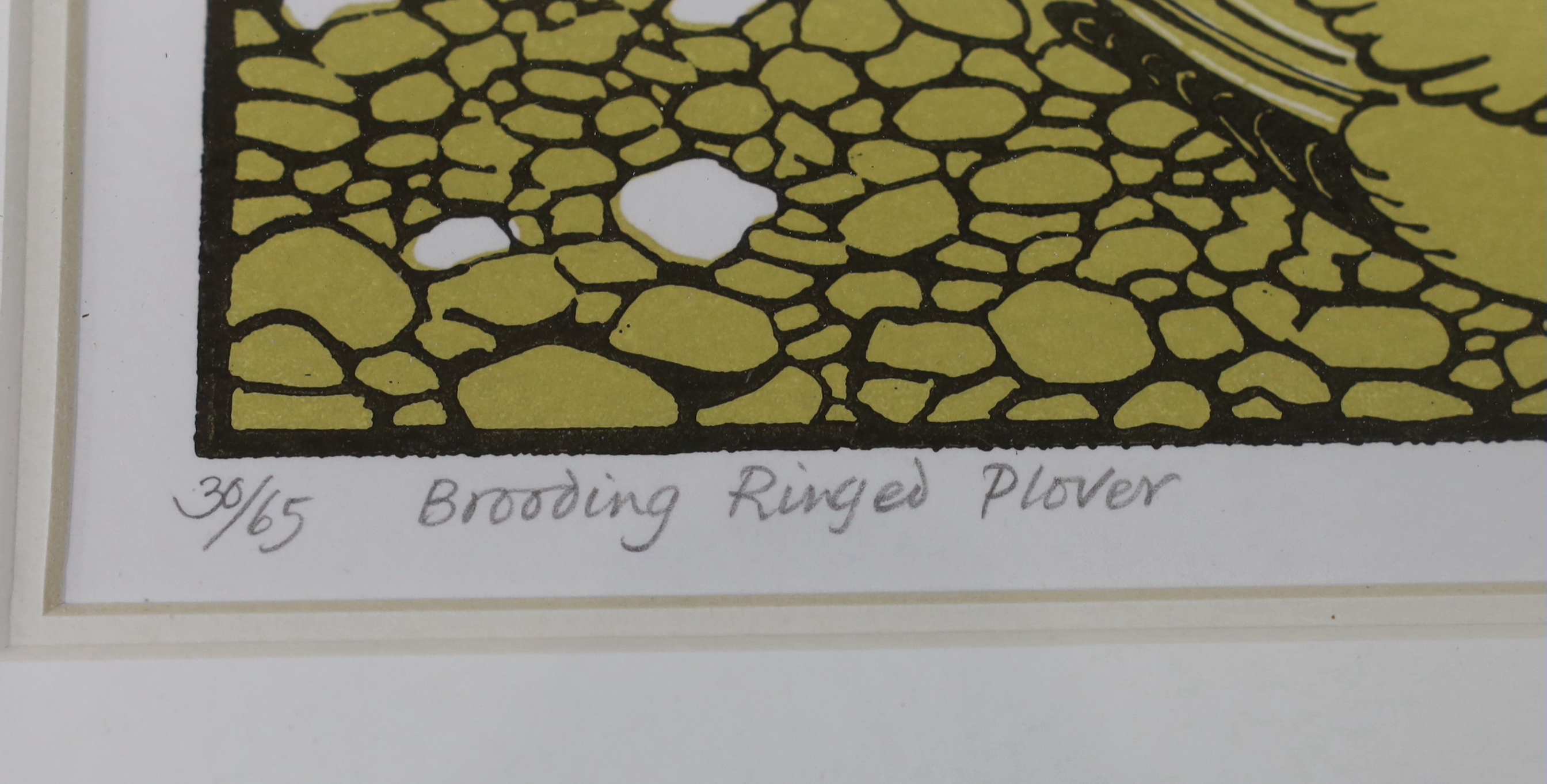 Robert Gillmor (1936-2022) linocut, 'Brooding Ringed Plover', limited edition 30 of 65, signed in pencil, 22 x 8cm